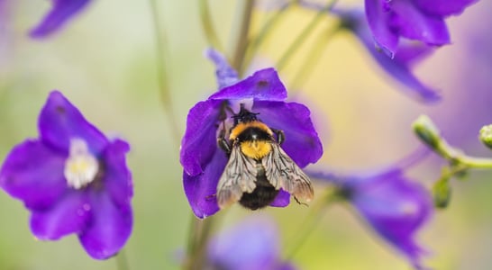 National Pollinator Month