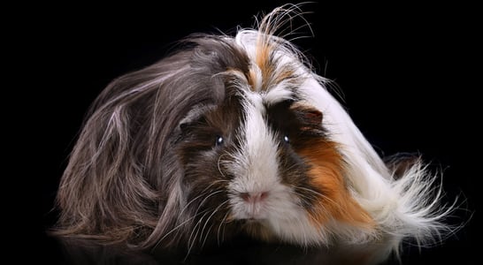 Adopt a Rescued Guinea Pig Month