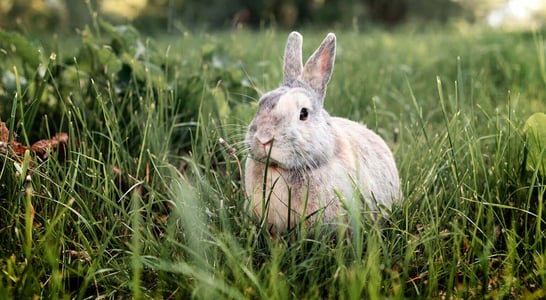 Adopt a Rescued Rabbit Month