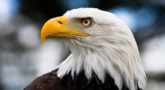 National American Eagle Day