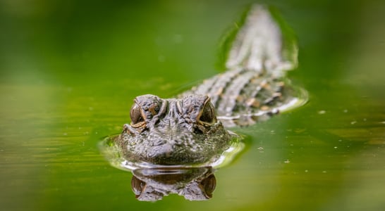 National Alligator Day