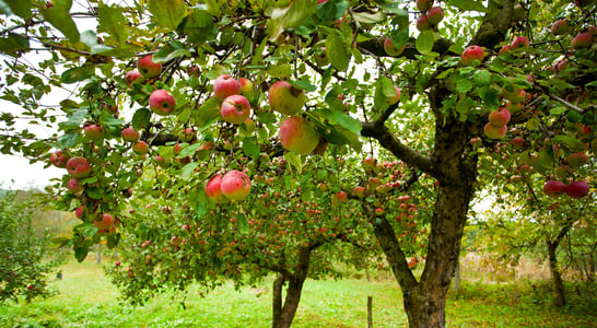 Apple Tree Day