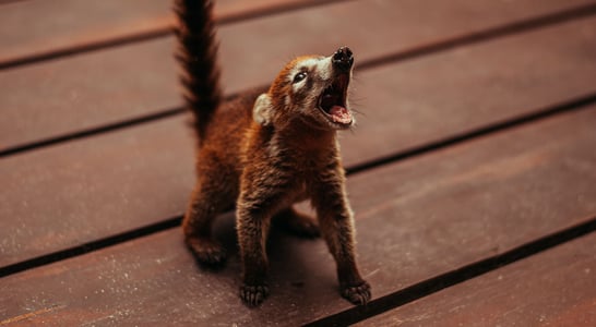 World Coati Day