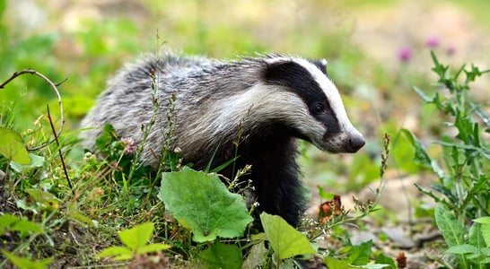 National Badger Day