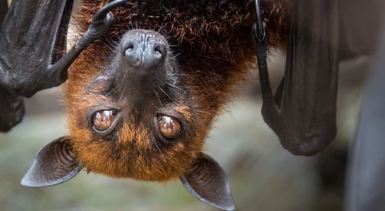 Bat Appreciation Week