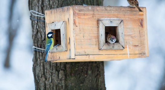 National Nest Box Week