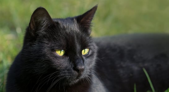 National Black Cat Day