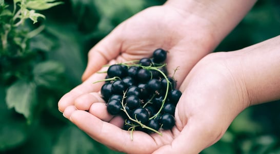 Blackcurrant Day