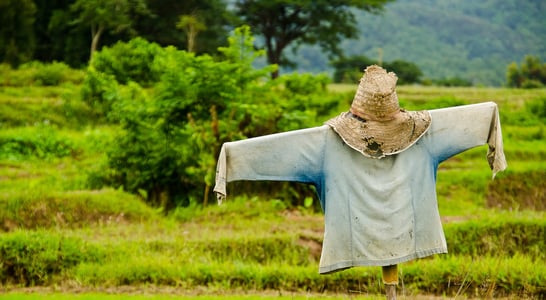 Build A Scarecrow Day