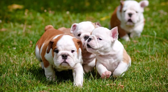 National Bulldogs Are Beautiful Day