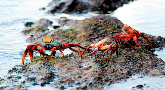 Champion Crab Races Day