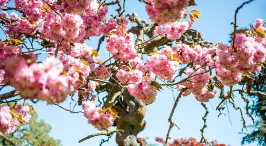 National Cherry Blossom Festival