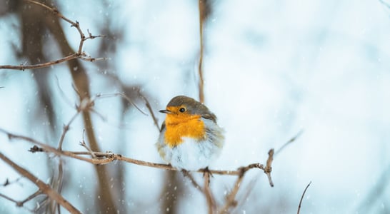 Christmas Bird Count Week