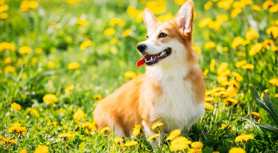 International Corgi Day