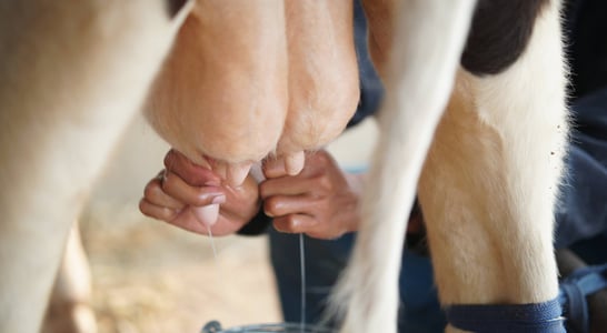 Cow Milked While Flying in an Airplane Day