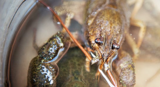 Crayfish Party