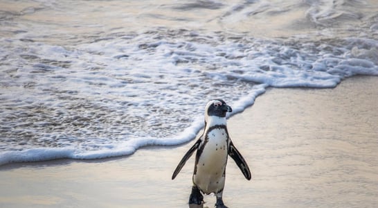 International African Penguin Awareness Day