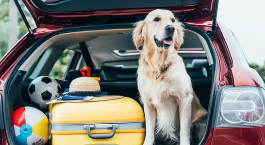 National Pet Travel Safety Day