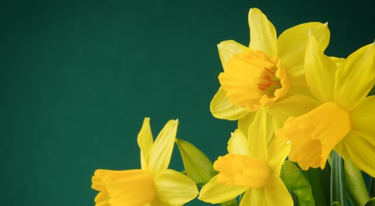 Daffodil Day