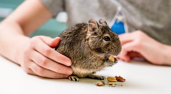 Small Pet Rodent Awareness Week 