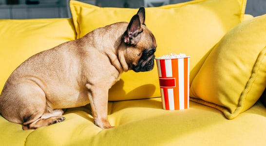 Dog Film Festival