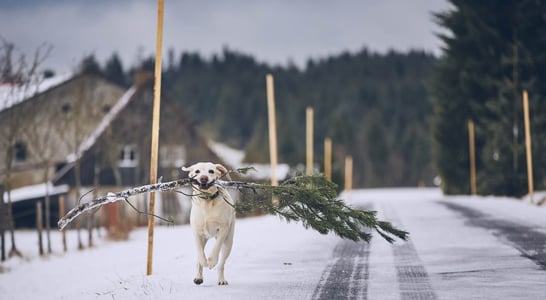 National Take Down the Christmas Tree Day