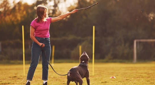 Dog Training Education Month