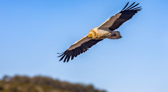 International Vulture Awareness Day