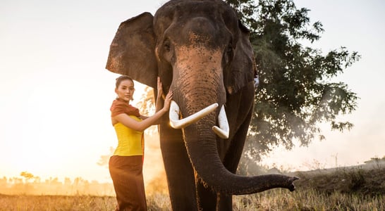 Elephant Day in Thailand