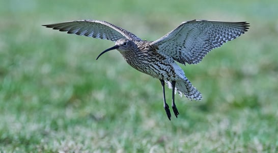 World Curlew Day