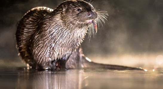 World Otter Day