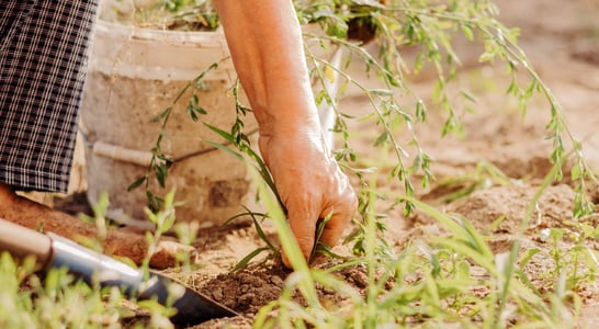 National Weed Your Garden Day