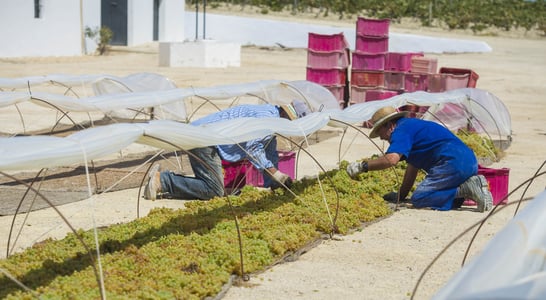 Farmworker Appreciation Day