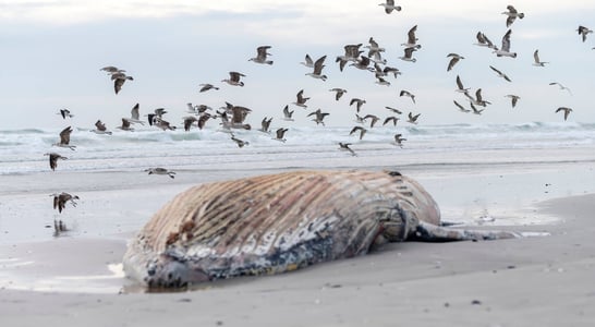 Festival for the Souls of Dead Whales