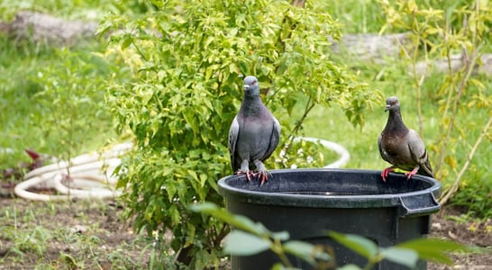 Garden Wildlife Week