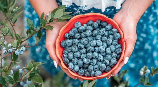 Georgia Blueberry Month