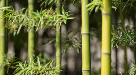 World Bamboo Day