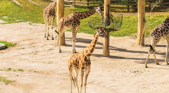 National Zoo and Aquarium Month