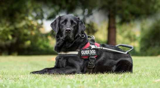 National Guide Dog Month