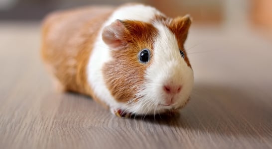 Guinea Pig Appreciation Day