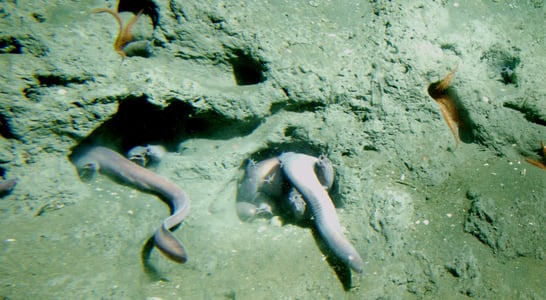 Hagfish Day