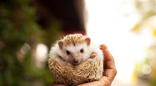 National Hedgehog Day