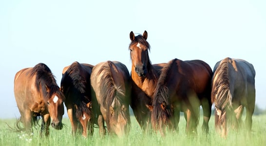 National Horse Protection Day