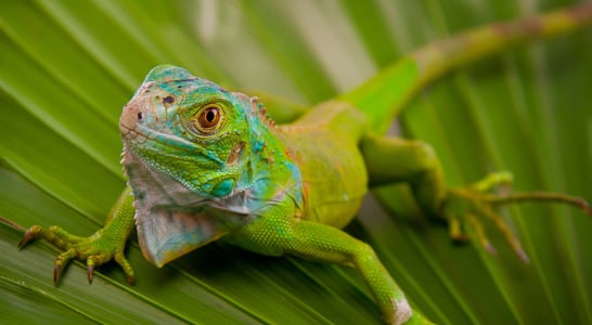 National Iguana Awareness Day