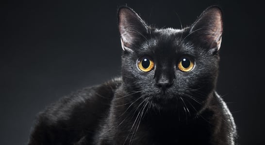 Black Cat Awareness Month