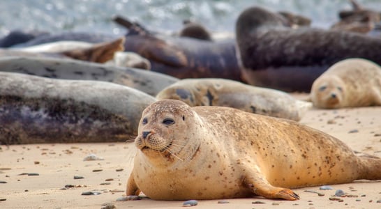 International Day of the Seal