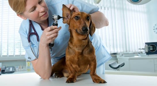 International Day of Veterinary Medicine