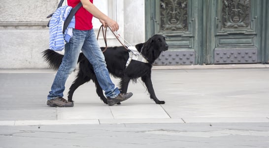 International Guide Dog Day