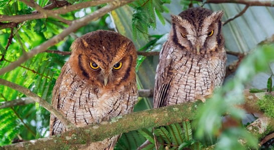 International Owl Awareness Day