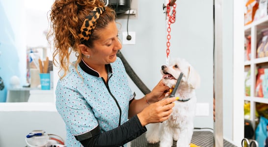 International Pet Groomer Appreciation Day